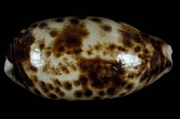 藏品(叢雲寶螺)的圖片